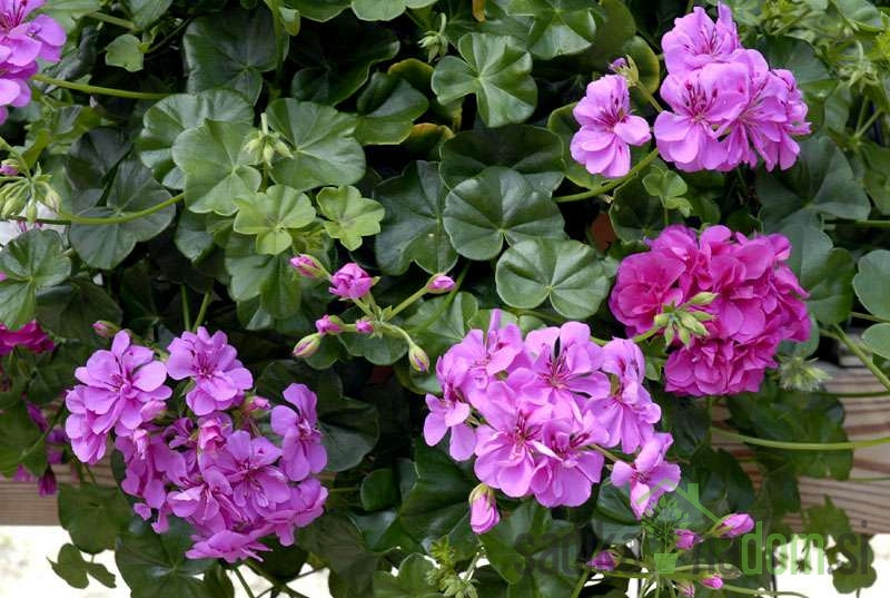 Dvojna/polnjena bršljanka (Pelargonium peltatum)