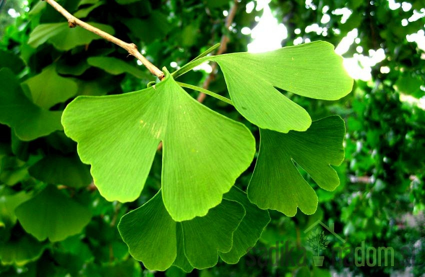 Dvokrpi ginko (Ginkgo Biloba)
