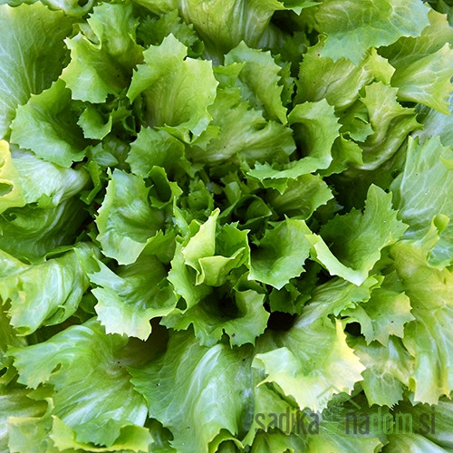 Seme Endivija Natascha