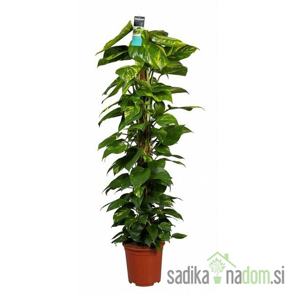 Potos (Epipremnum Pinnatum) Moss Stick