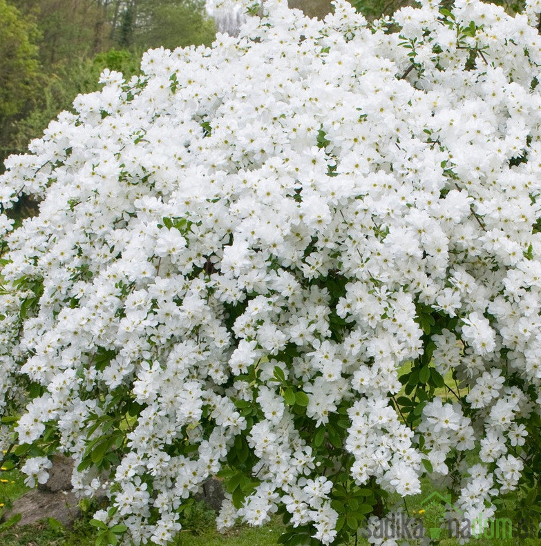 Nevestica/ Belika The Bride ( Exochordia macrantha)