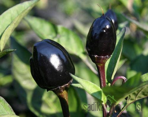 Feferon čili Black Olive