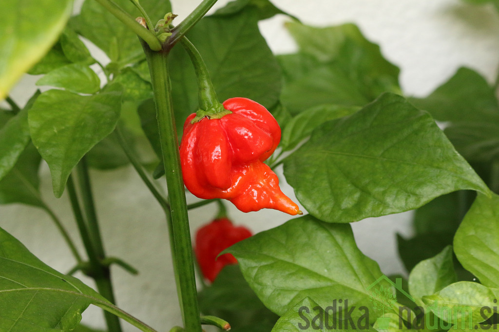 Feferon čili Trinidad scorpion red - HUD HUD