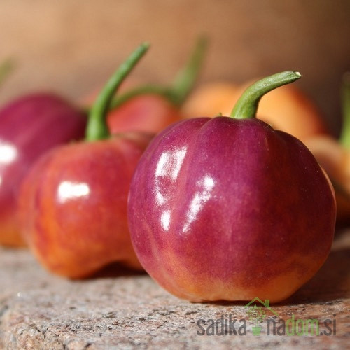 Feferon čili Purple Peach