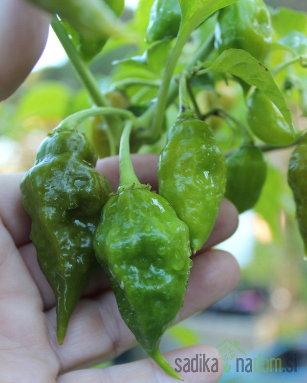 Feferon čili Trinidad Scorpion Green