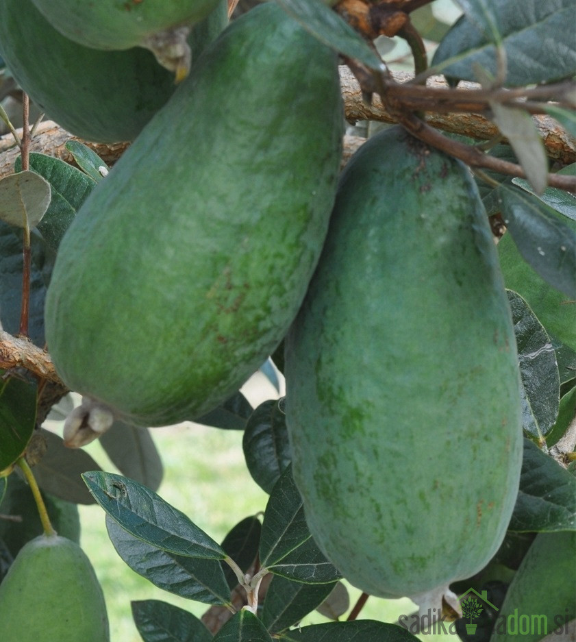 Feijoa / Fejoja Apollo ((Feijoa sellowiana))