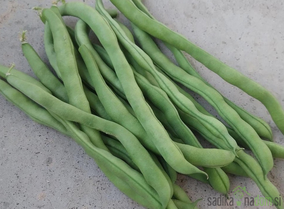 Seme Fižol Cannelino