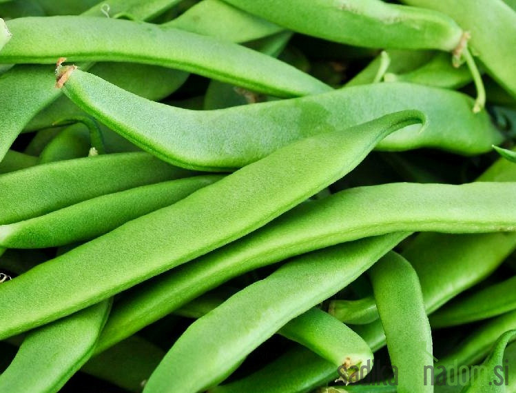 Seme fižol Roma II 941 - NIZEK