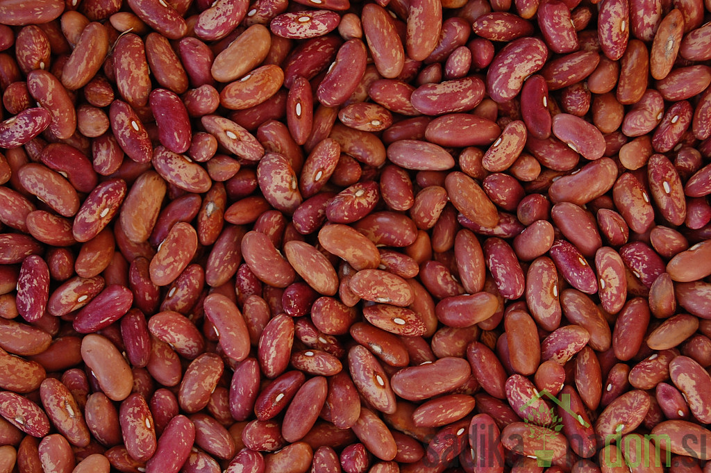 Seme Fižol Ribnčan