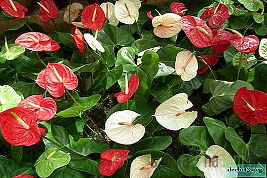 Flamingovec Anthurium andreanum