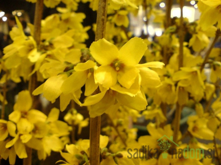 Forzicija  Goldrausch / Lynwood (Forsythia intermedia)