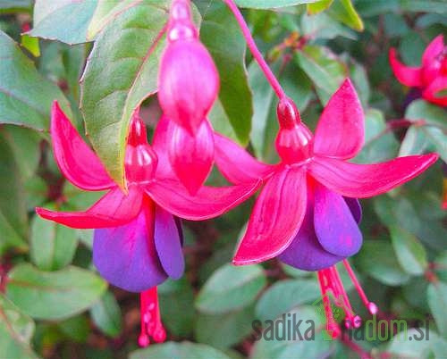 Fuksija (Fuchsia sp.)