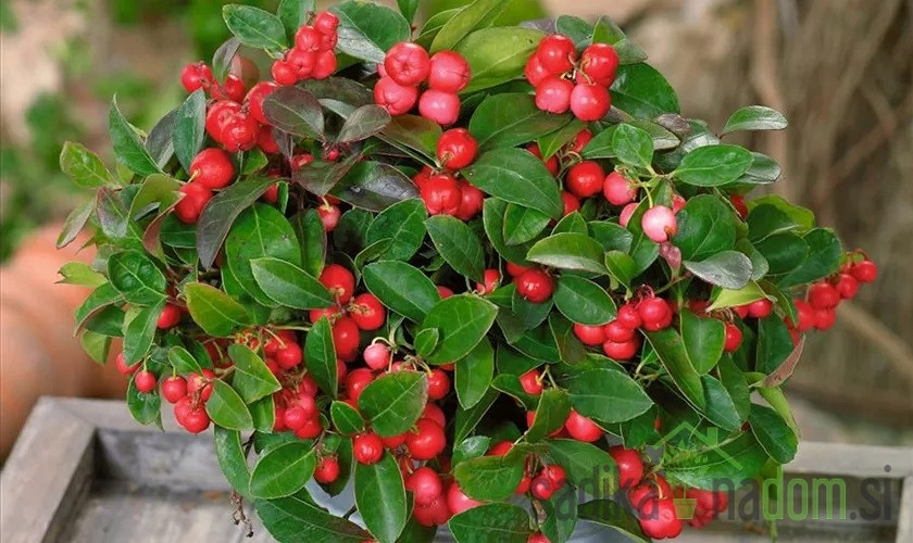 Navadna gaulterija (Gaultheria Procumbens) - ZIMZELENA