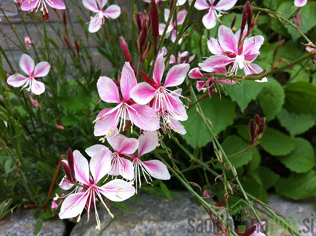 Gavra (Gaura lindheimeri)