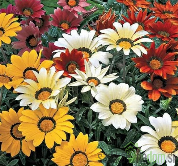 Gazanija (Gazania sp.)
