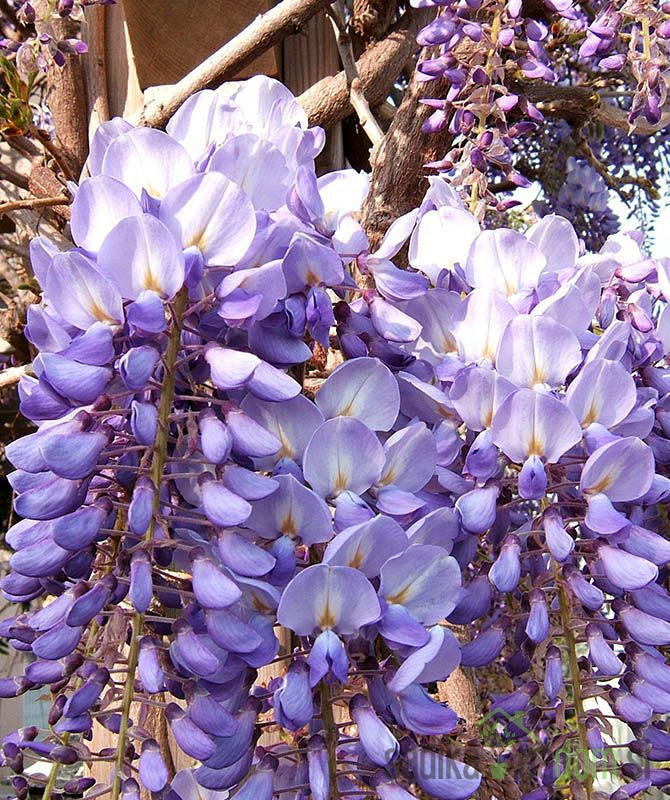 Glicinija Prolific (Wisteria sinensis)