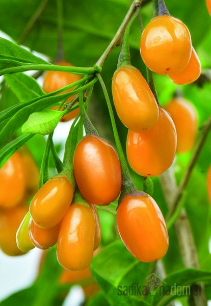 Goji jagoda Amber Sweet