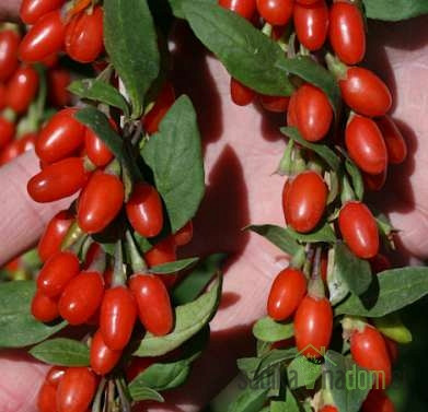 Goji jagoda New Big