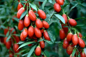 Goji jagoda Princess Tao
