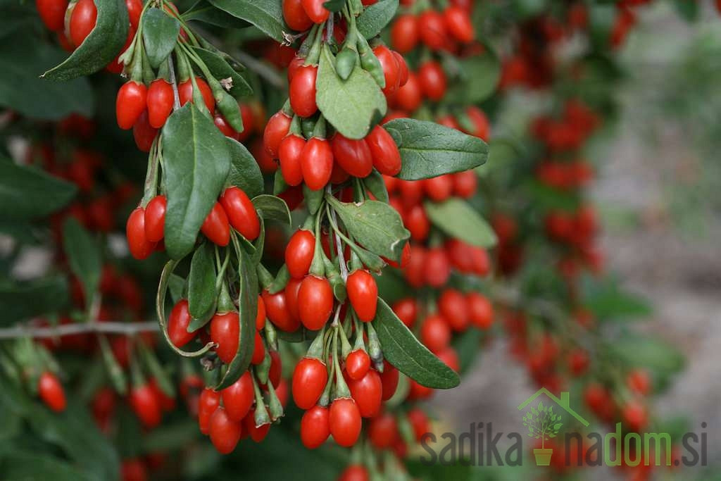 Goji jagoda Sweet Berry - sladkega okusa