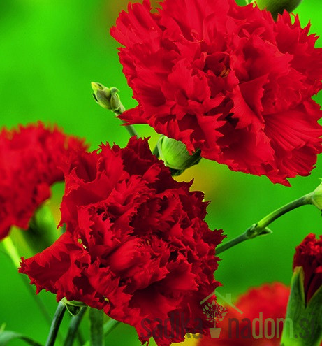 Gorenjski nagelj (dianthus sp.)