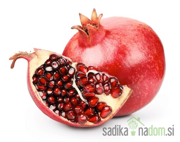 Granatno jabolko Red Horse