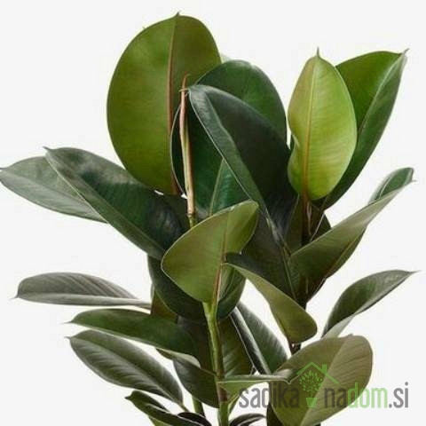 Ficus Elastica Robusta / Abidijan - Gumovec