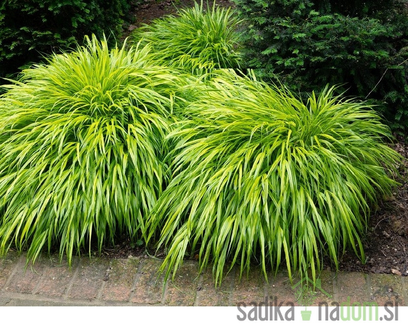 Okrasna trava Hakonechloa Aureola