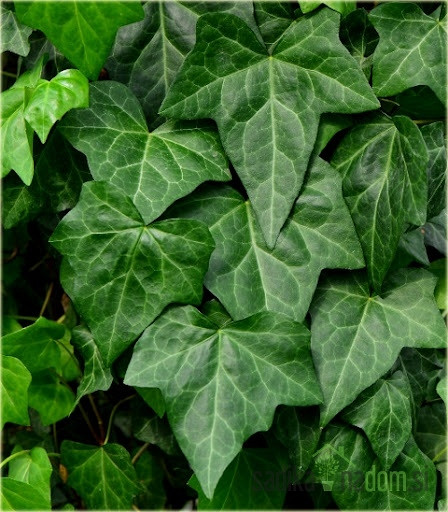 Navadni bršljan Bialystok (Hedera Helix)