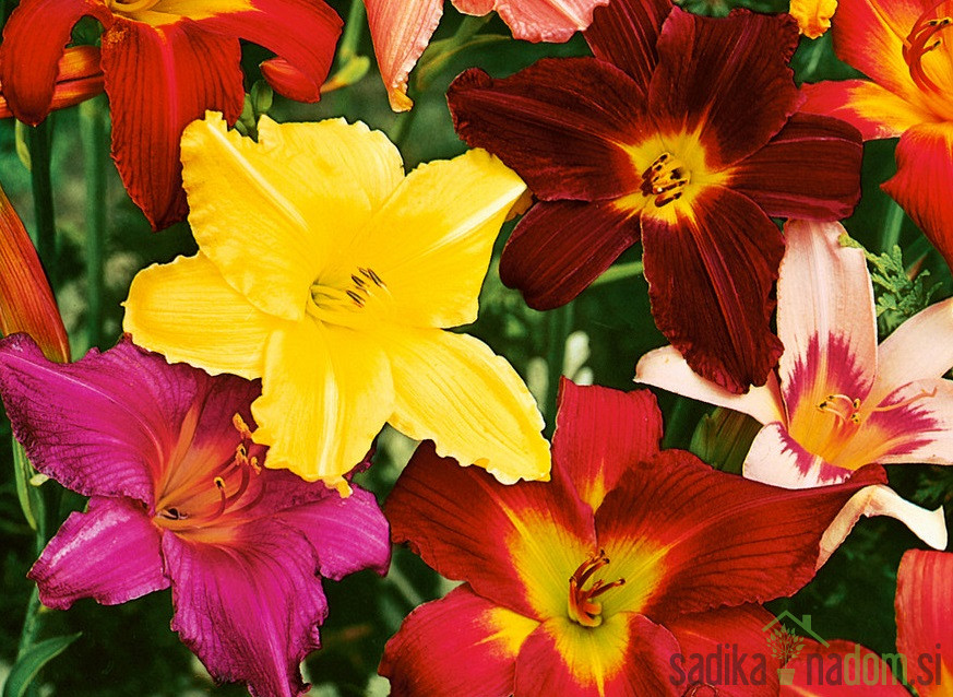 Lilija (hemerocallis)