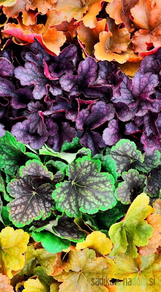 Hojhera (Heuchera)