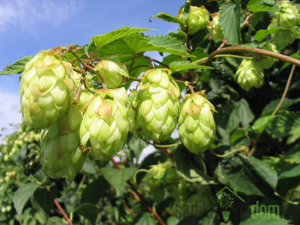 Hmelj Nordbrau