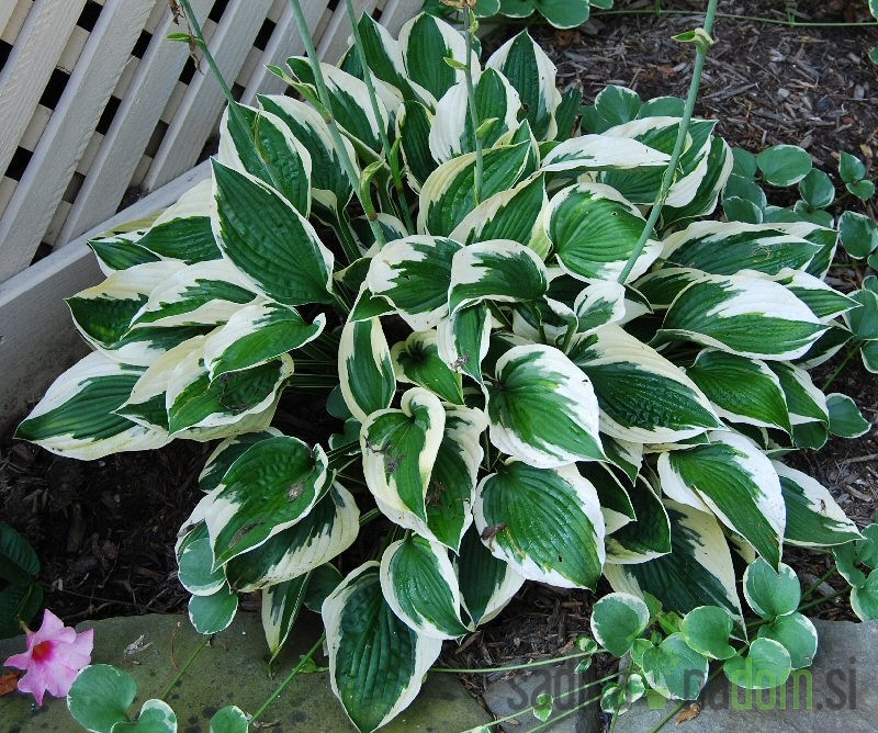Hosta