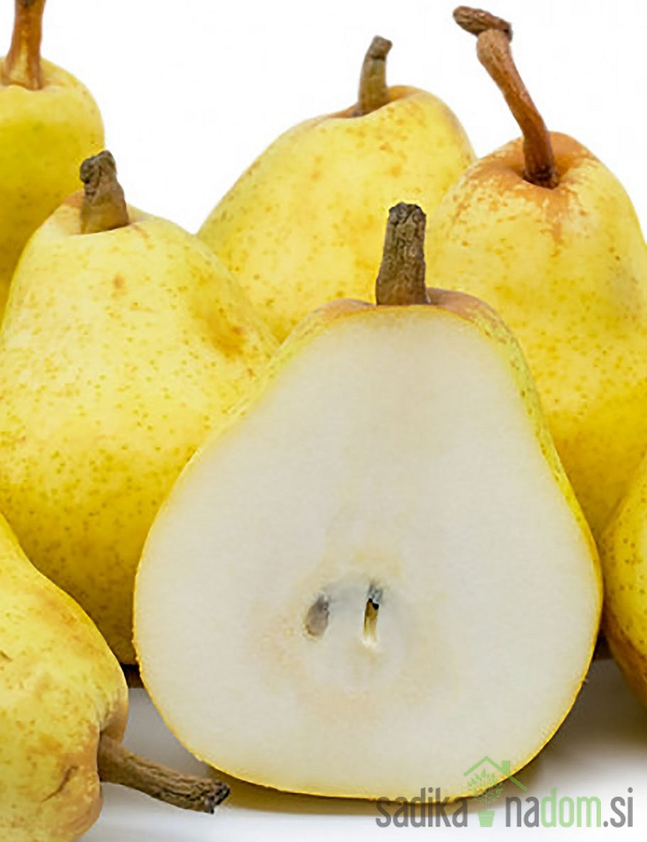Hruška Kiferova / Citronka