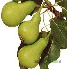 Hruška Petrovka / Nagowitz