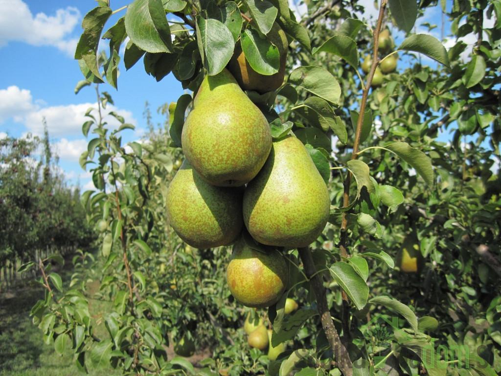 Hruška Nojobrskaja/ Novembra