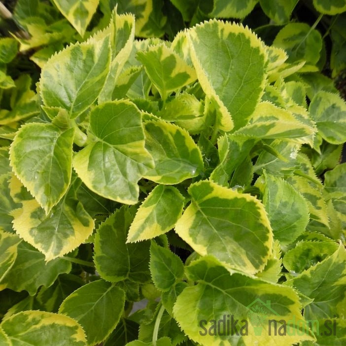 Vzpenjava hortenzija Mirranda (Hydrangea anomala)
