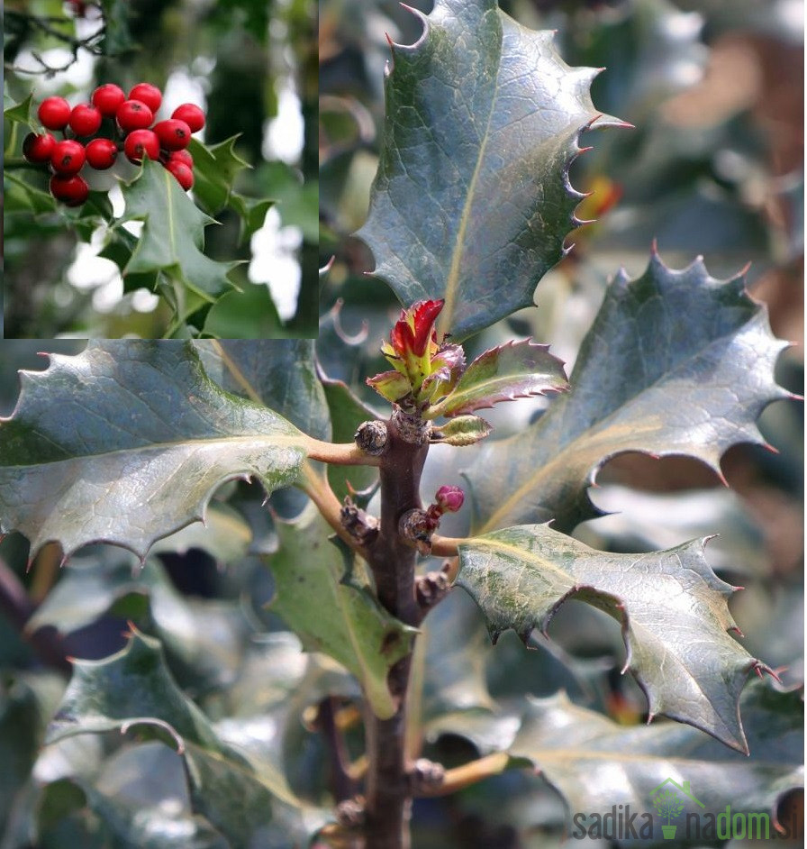 Navadna bodika Blue Angel (Ilex meserveae)