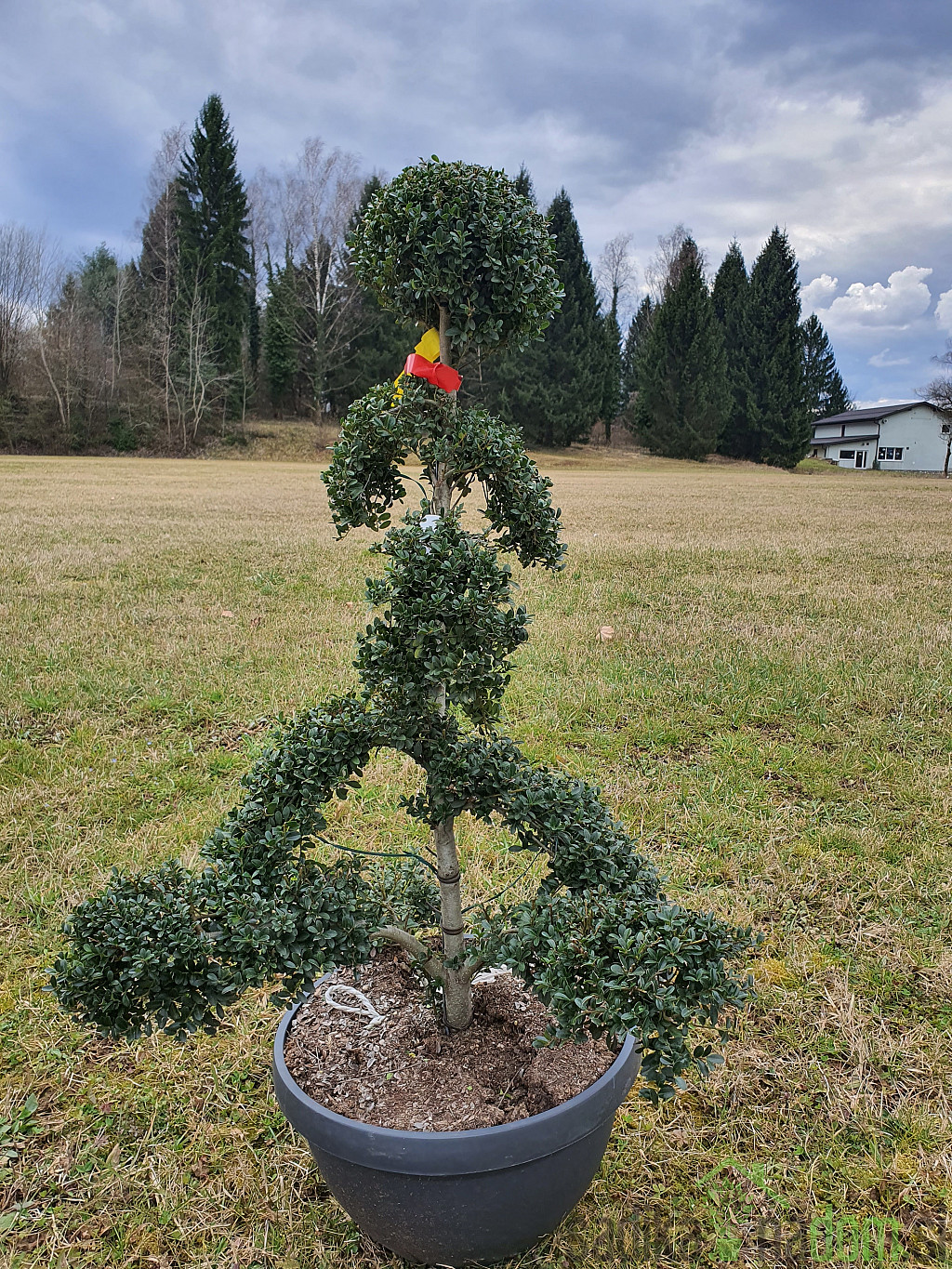 Ilex Crenata Kinme- BONSAJ