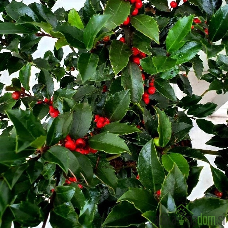 Navadna bodika Blue Maid Mesid (Ilex meserveae)