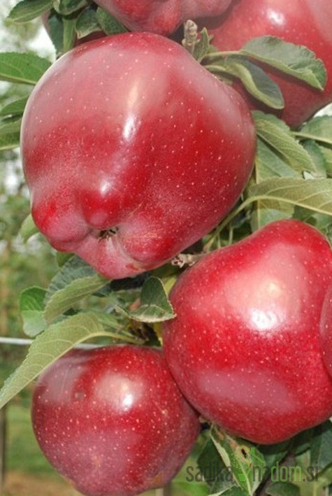 Jablana Top Red - po naši oceni ena najboljših