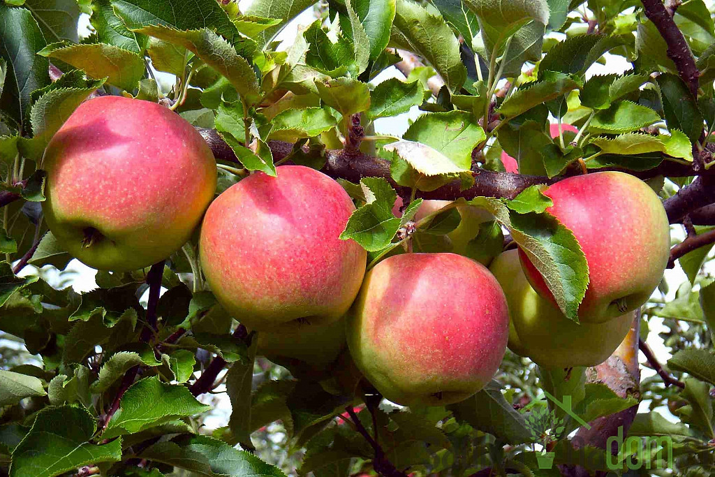 Stebričasta jablana Pompink