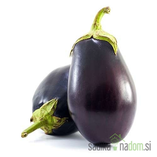 Jajčevec Black Bell