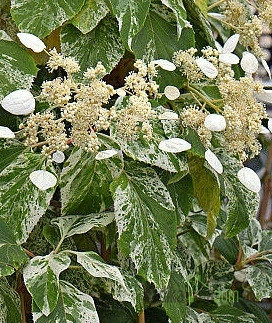 Japonska hidrangeja Burst of Light (Schizophragma hydrangeoides)