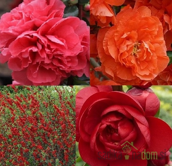 Japonska kutina Storm (Chaenomeles speciosa)