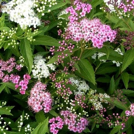 Japonska medvejka Genpei (Spirea japonica) - NIZKA, DVOJNA BARVA