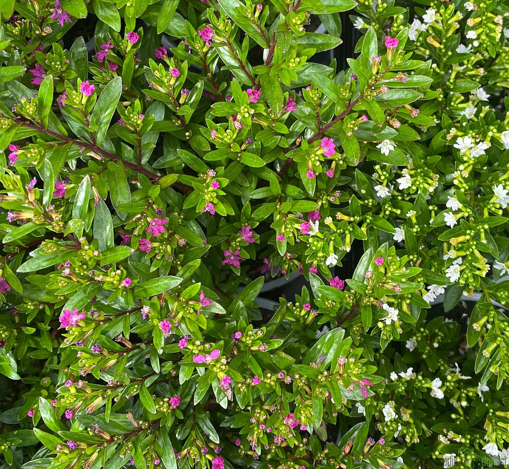 Japonska mirta - OKRASNA ( Cuphea)