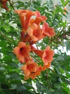 Jasminova troblja Guilfoylei (Campsis tagliabuana)
