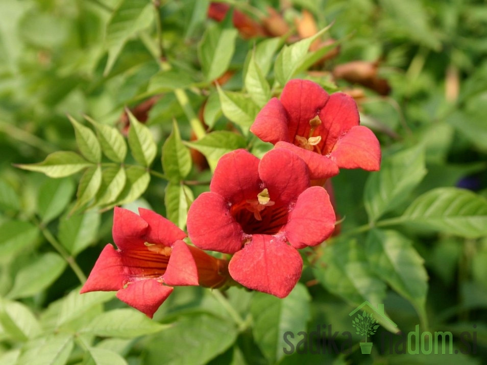 Jasminova troblja Flamenco (Campsis Radicans)