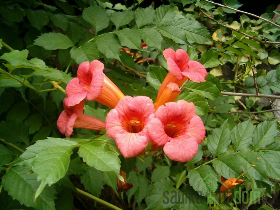 Jasminova troblja Gabor (Campsis Radicans)